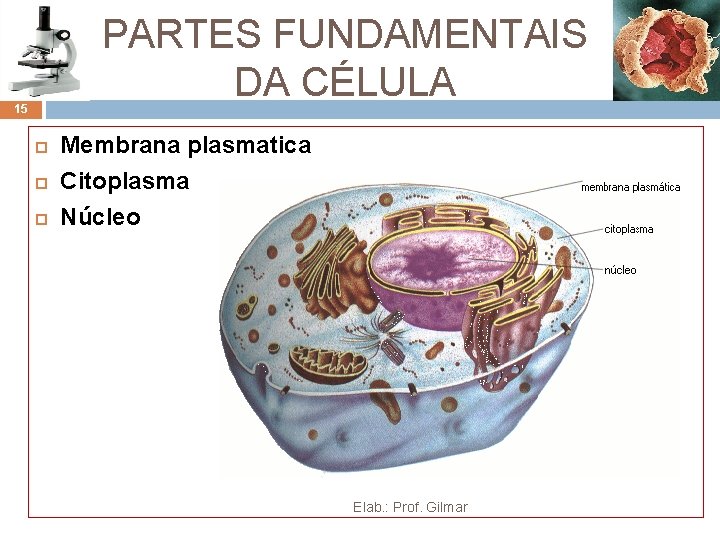 PARTES FUNDAMENTAIS DA CÉLULA 15 Membrana plasmatica Citoplasma Núcleo Elab. : Prof. Gilmar PARTES FUNDAMENTAIS DA CÉLULA 15 Membrana plasmatica Citoplasma Núcleo Elab. : Prof. Gilmar