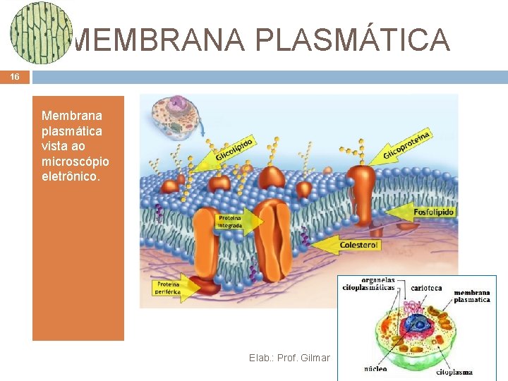 MEMBRANA PLASMÁTICA 16 Membrana plasmática vista ao microscópio eletrônico. Elab. : Prof. Gilmar MEMBRANA PLASMÁTICA 16 Membrana plasmática vista ao microscópio eletrônico. Elab. : Prof. Gilmar