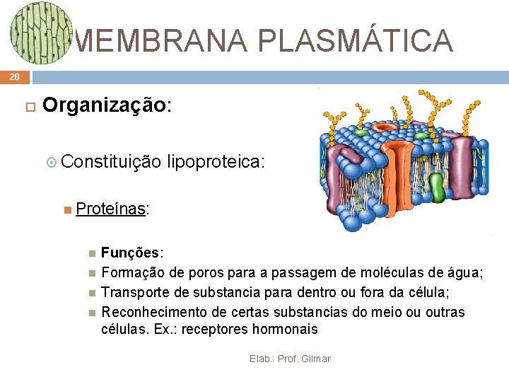 MEMBRANA PLASMÁTICA 20 Organização: Constituição lipoproteica: Proteínas: Funções: Formação de poros para a passagem MEMBRANA PLASMÁTICA 20 Organização: Constituição lipoproteica: Proteínas: Funções: Formação de poros para a passagem