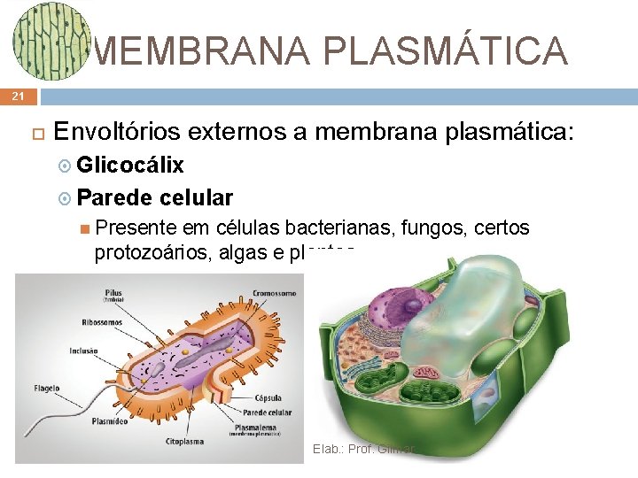 MEMBRANA PLASMÁTICA 21 Envoltórios externos a membrana plasmática: Glicocálix Parede celular Presente em células MEMBRANA PLASMÁTICA 21 Envoltórios externos a membrana plasmática: Glicocálix Parede celular Presente em células