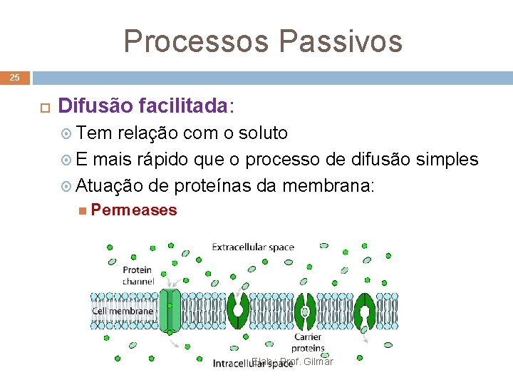 Processos Passivos 25 Difusão facilitada: Tem relação com o soluto E mais rápido que Processos Passivos 25 Difusão facilitada: Tem relação com o soluto E mais rápido que