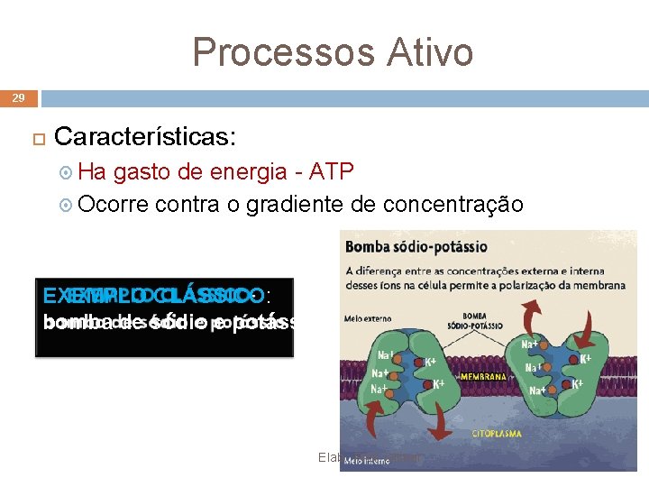 Processos Ativo 29 Características: Ha gasto de energia - ATP Ocorre contra o gradiente Processos Ativo 29 Características: Ha gasto de energia - ATP Ocorre contra o gradiente