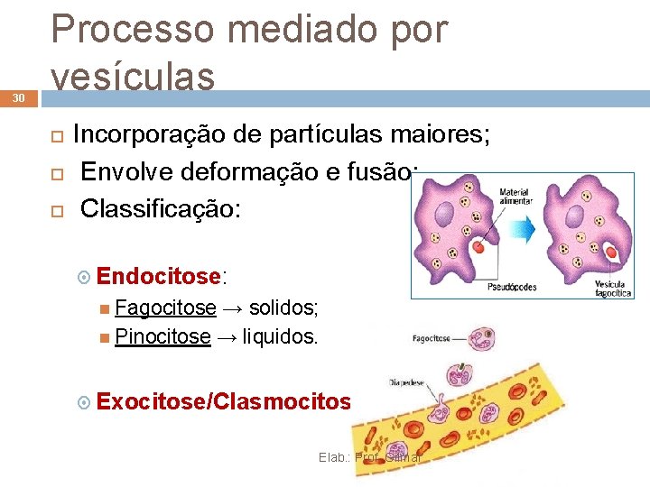 30 Processo mediado por vesículas Incorporação de partículas maiores; Envolve deformação e fusão; Classificação: 30 Processo mediado por vesículas Incorporação de partículas maiores; Envolve deformação e fusão; Classificação: