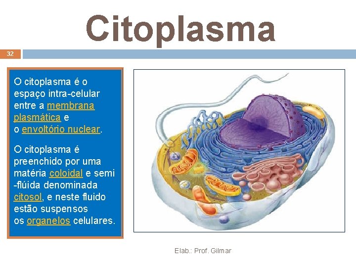 Citoplasma 32 O citoplasma é o espaço intra-celular entre a membrana plasmática e o Citoplasma 32 O citoplasma é o espaço intra-celular entre a membrana plasmática e o