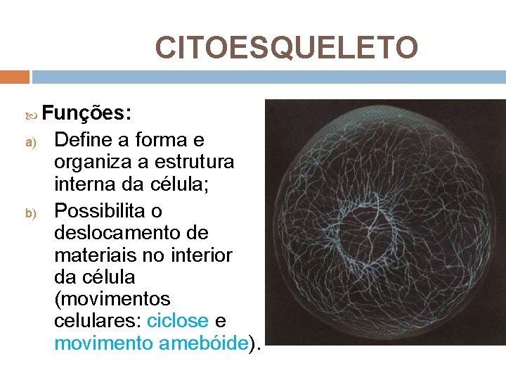 CITOESQUELETO Funções: a) Define a forma e organiza a estrutura interna da célula; b) CITOESQUELETO Funções: a) Define a forma e organiza a estrutura interna da célula; b)
