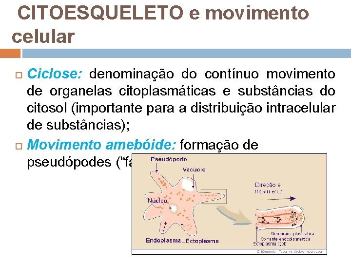 CITOESQUELETO e movimento celular Ciclose: denominação do contínuo movimento de organelas citoplasmáticas e CITOESQUELETO e movimento celular Ciclose: denominação do contínuo movimento de organelas citoplasmáticas e