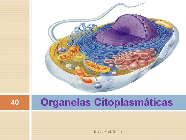 40 Organelas Citoplasmáticas Elab. : Prof. Gilmar 40 Organelas Citoplasmáticas Elab. : Prof. Gilmar