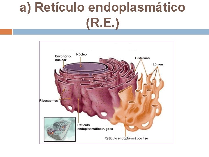 a) Retículo endoplasmático (R. E. ) a) Retículo endoplasmático (R. E. )