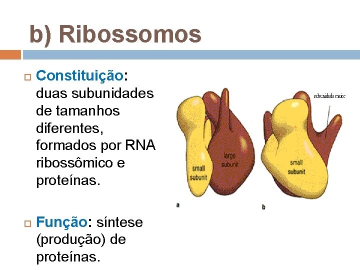 b) Ribossomos Constituição: duas subunidades de tamanhos diferentes, formados por RNA ribossômico e proteínas. b) Ribossomos Constituição: duas subunidades de tamanhos diferentes, formados por RNA ribossômico e proteínas.