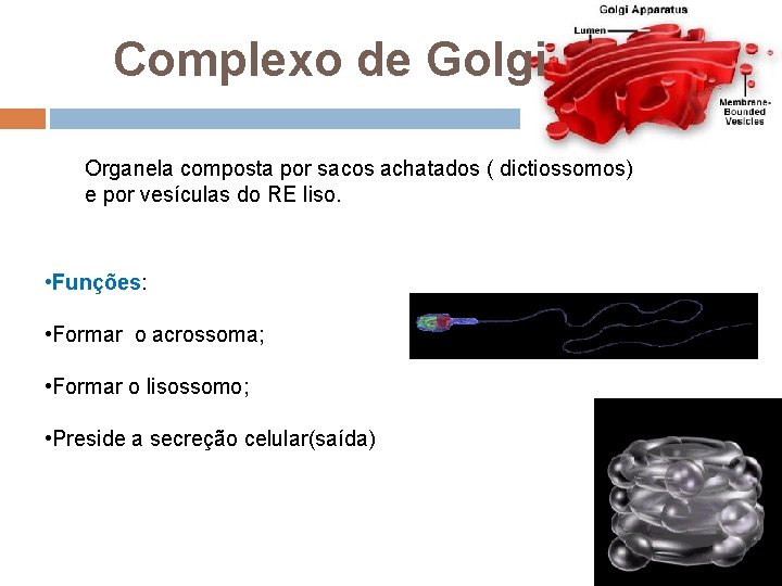 Complexo de Golgi Organela composta por sacos achatados ( dictiossomos) e por vesículas do Complexo de Golgi Organela composta por sacos achatados ( dictiossomos) e por vesículas do