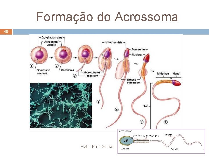 Formação do Acrossoma 48 Elab. : Prof. Gilmar Formação do Acrossoma 48 Elab. : Prof. Gilmar