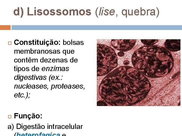 d) Lisossomos (lise, quebra) Constituição: bolsas membranosas que contêm dezenas de tipos de enzimas d) Lisossomos (lise, quebra) Constituição: bolsas membranosas que contêm dezenas de tipos de enzimas