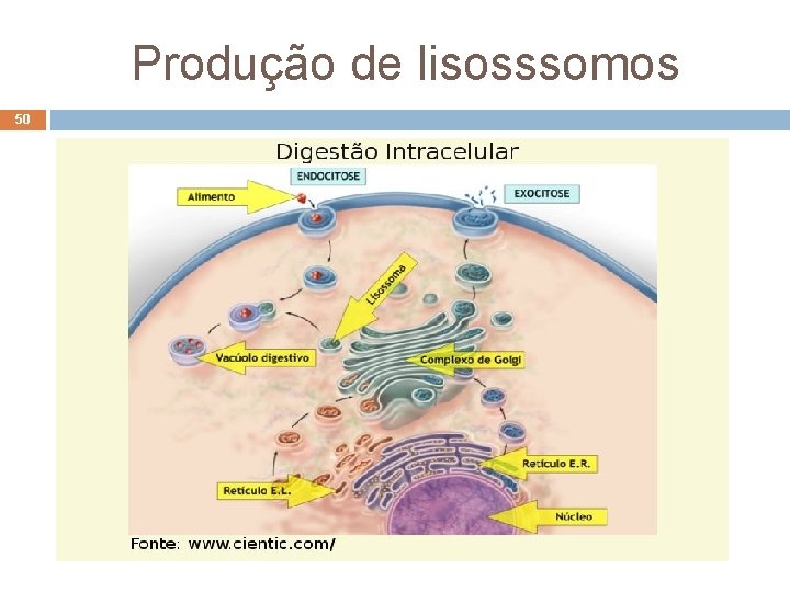 Produção de lisosssomos 50 Elab. : Prof. Gilmar Produção de lisosssomos 50 Elab. : Prof. Gilmar