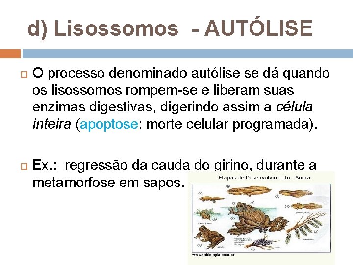 d) Lisossomos - AUTÓLISE O processo denominado autólise se dá quando os lisossomos rompem-se d) Lisossomos - AUTÓLISE O processo denominado autólise se dá quando os lisossomos rompem-se