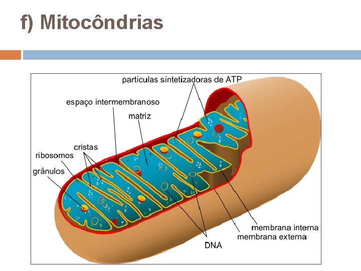 f) Mitocôndrias f) Mitocôndrias