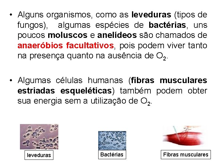 • Alguns organismos, como as leveduras (tipos de fungos), algumas espécies de bactérias, • Alguns organismos, como as leveduras (tipos de fungos), algumas espécies de bactérias,
