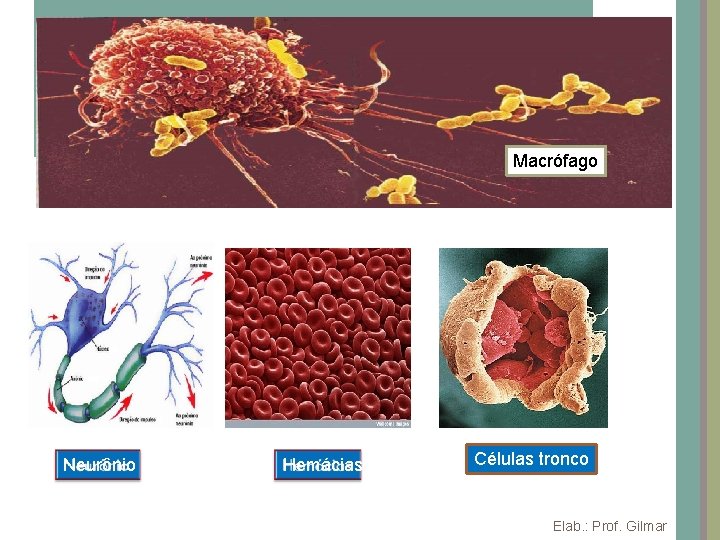 6 Macrófago Neurônio Hemácias Células tronco Elab. : Prof. Gilmar 6 Macrófago Neurônio Hemácias Células tronco Elab. : Prof. Gilmar