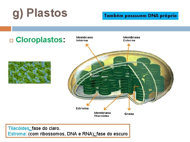g) Plastos Também posssuem DNA próprio Cloroplastos: Tilacóides: fase do claro. Estroma: (com ribossomos, g) Plastos Também posssuem DNA próprio Cloroplastos: Tilacóides: fase do claro. Estroma: (com ribossomos,