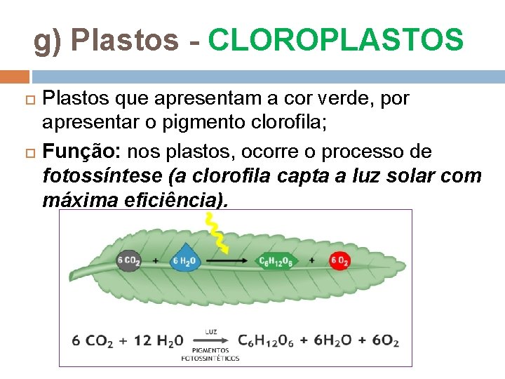 g) Plastos - CLOROPLASTOS Plastos que apresentam a cor verde, por apresentar o pigmento g) Plastos - CLOROPLASTOS Plastos que apresentam a cor verde, por apresentar o pigmento