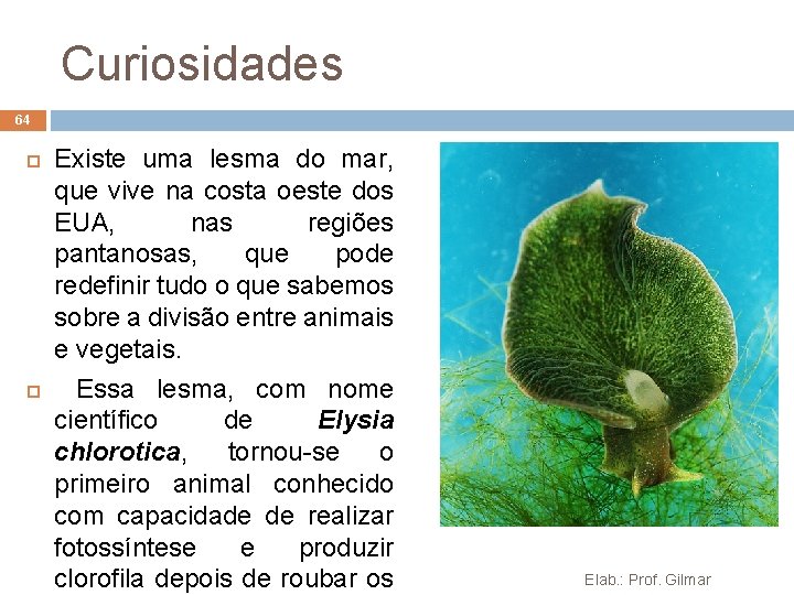 Curiosidades 64 Existe uma lesma do mar, que vive na costa oeste dos EUA, Curiosidades 64 Existe uma lesma do mar, que vive na costa oeste dos EUA,