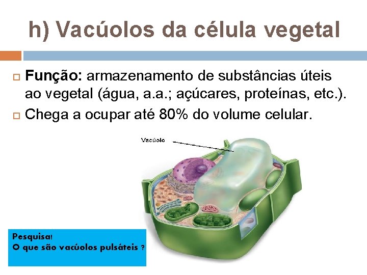 h) Vacúolos da célula vegetal Função: armazenamento de substâncias úteis ao vegetal (água, a. h) Vacúolos da célula vegetal Função: armazenamento de substâncias úteis ao vegetal (água, a.