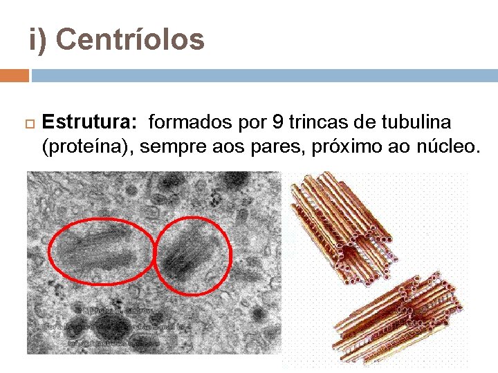 i) Centríolos Estrutura: formados por 9 trincas de tubulina (proteína), sempre aos pares, próximo i) Centríolos Estrutura: formados por 9 trincas de tubulina (proteína), sempre aos pares, próximo