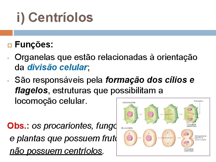 i) Centríolos • • Funções: Organelas que estão relacionadas à orientação da divisão celular; i) Centríolos • • Funções: Organelas que estão relacionadas à orientação da divisão celular;