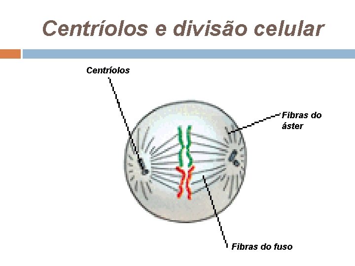 Centríolos e divisão celular Centríolos Fibras do áster Fibras do fuso Centríolos e divisão celular Centríolos Fibras do áster Fibras do fuso