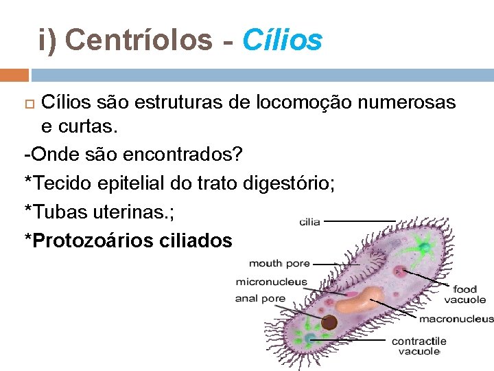 i) Centríolos - Cílios são estruturas de locomoção numerosas e curtas. -Onde são encontrados? i) Centríolos - Cílios são estruturas de locomoção numerosas e curtas. -Onde são encontrados?