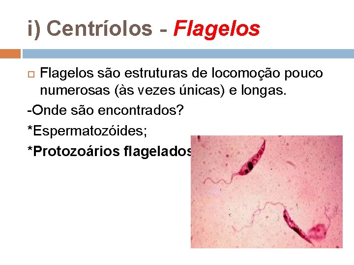 i) Centríolos - Flagelos são estruturas de locomoção pouco numerosas (às vezes únicas) e i) Centríolos - Flagelos são estruturas de locomoção pouco numerosas (às vezes únicas) e