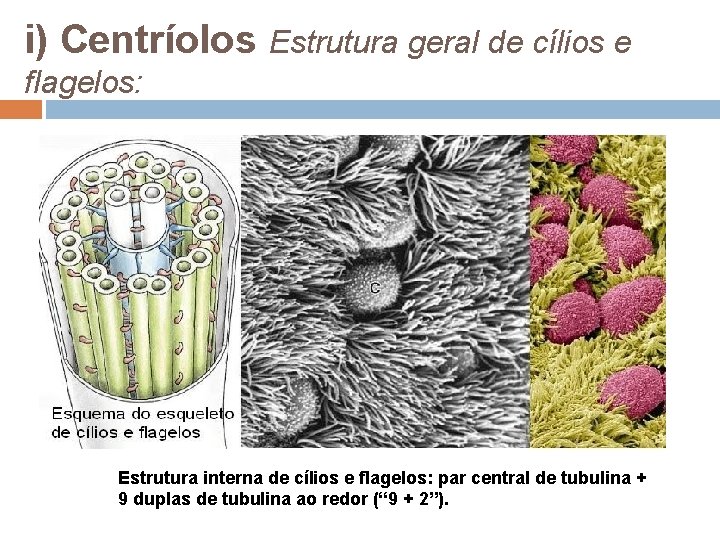 i) Centríolos Estrutura geral de cílios e flagelos: Estrutura interna de cílios e flagelos: i) Centríolos Estrutura geral de cílios e flagelos: Estrutura interna de cílios e flagelos: