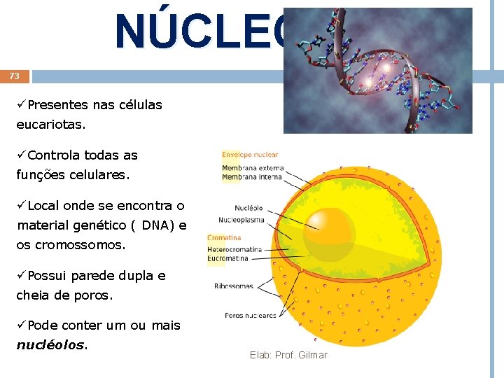 NÚCLEO 73 üPresentes nas células eucariotas. üControla todas as funções celulares. üLocal onde se NÚCLEO 73 üPresentes nas células eucariotas. üControla todas as funções celulares. üLocal onde se