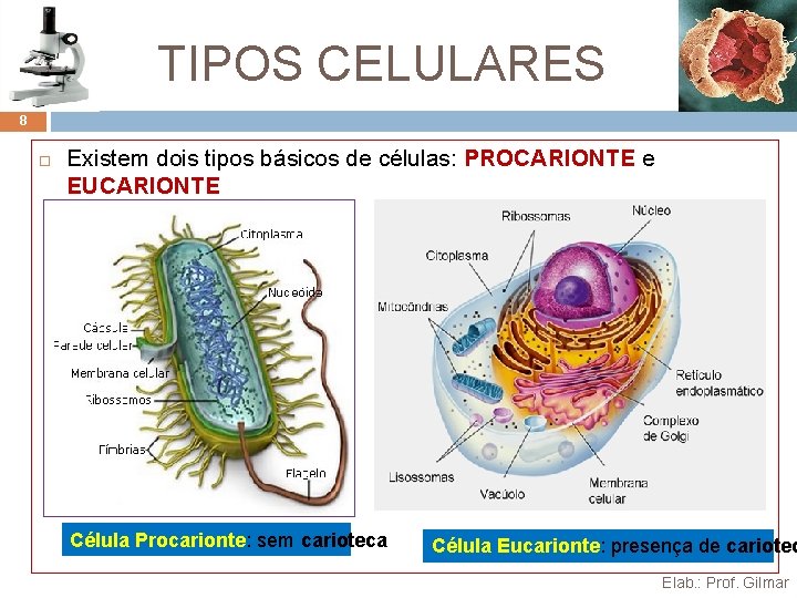 TIPOS CELULARES 8 Existem dois tipos básicos de células: PROCARIONTE e EUCARIONTE Célula Procarionte: TIPOS CELULARES 8 Existem dois tipos básicos de células: PROCARIONTE e EUCARIONTE Célula Procarionte: