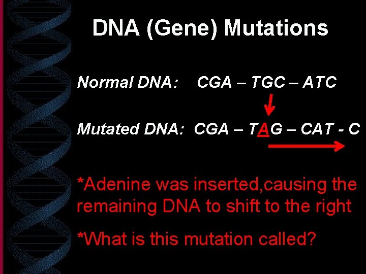 DNA (Gene) Mutations Normal DNA: CGA – TGC – ATC Mutated DNA: CGA –