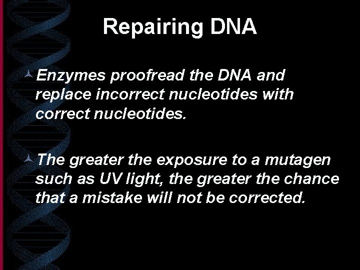 Repairing DNA ©Enzymes proofread the DNA and replace incorrect nucleotides with correct nucleotides. ©The