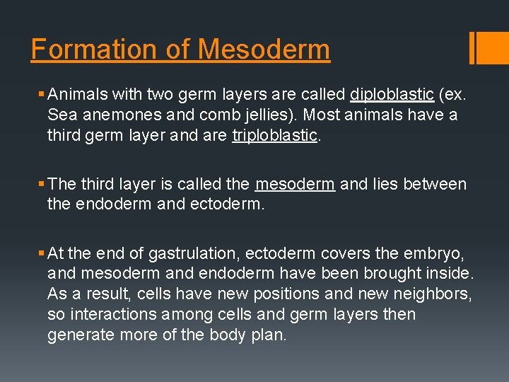 Formation of Mesoderm § Animals with two germ layers are called diploblastic (ex. Sea