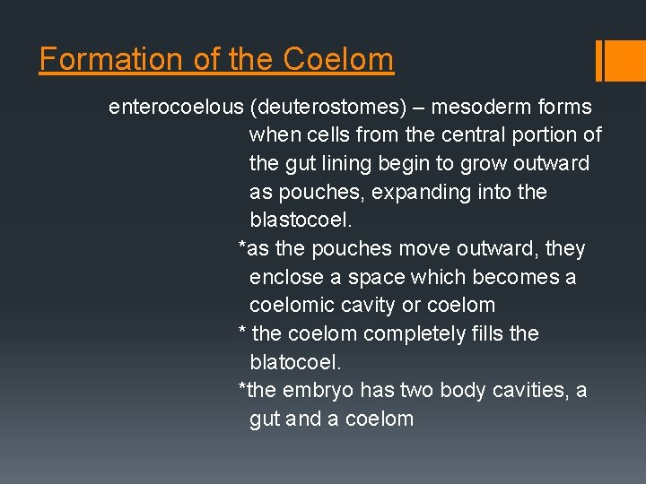 Formation of the Coelom enterocoelous (deuterostomes) – mesoderm forms when cells from the central