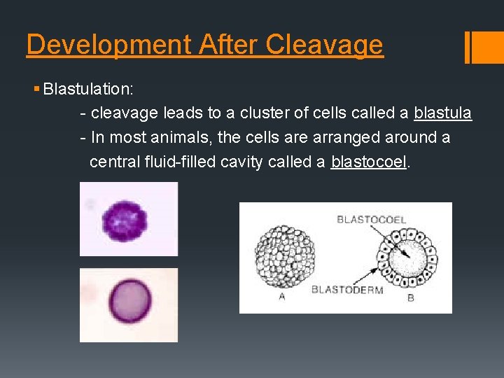 Development After Cleavage § Blastulation: - cleavage leads to a cluster of cells called