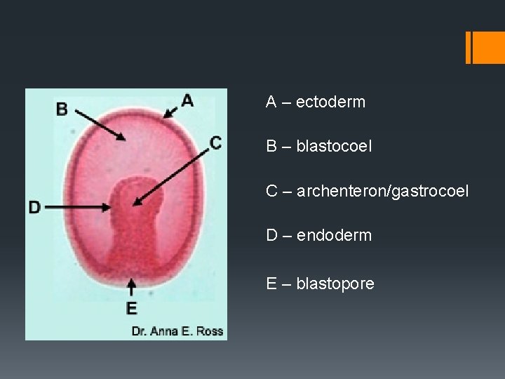 A – ectoderm B – blastocoel C – archenteron/gastrocoel D – endoderm E –