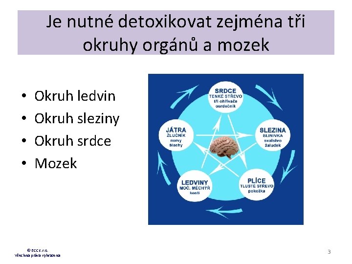 Je nutné detoxikovat zejména tři okruhy orgánů a mozek • • Okruh ledvin Okruh