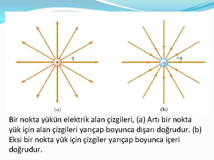 Bir nokta yükün elektrik alan çizgileri, (a) Artı bir nokta yük için alan çizgileri