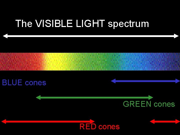 The VISIBLE LIGHT spectrum BLUE cones GREEN cones RED cones 