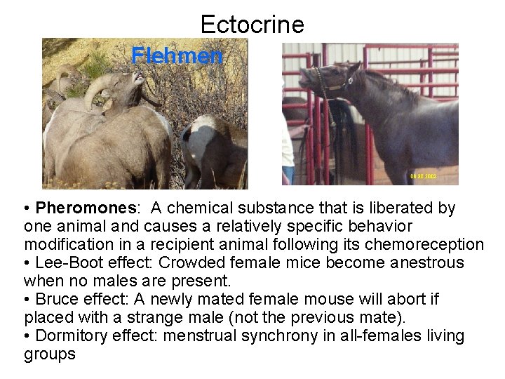 Ectocrine Flehmen • Pheromones: A chemical substance that is liberated by one animal and