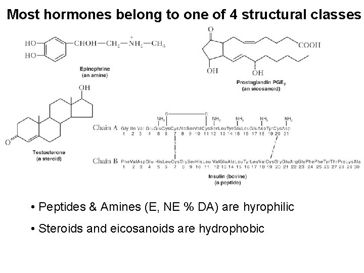 Most hormones belong to one of 4 structural classes • Peptides & Amines (E,
