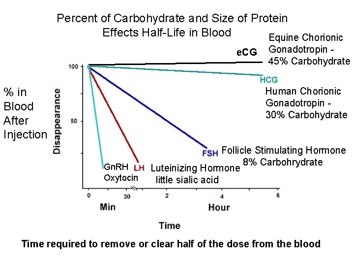 Percent of Carbohydrate and Size of Protein Effects Half-Life in Blood Equine Chorionic e.