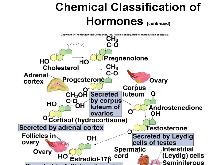 Chemical Classification of Hormones (continued) 