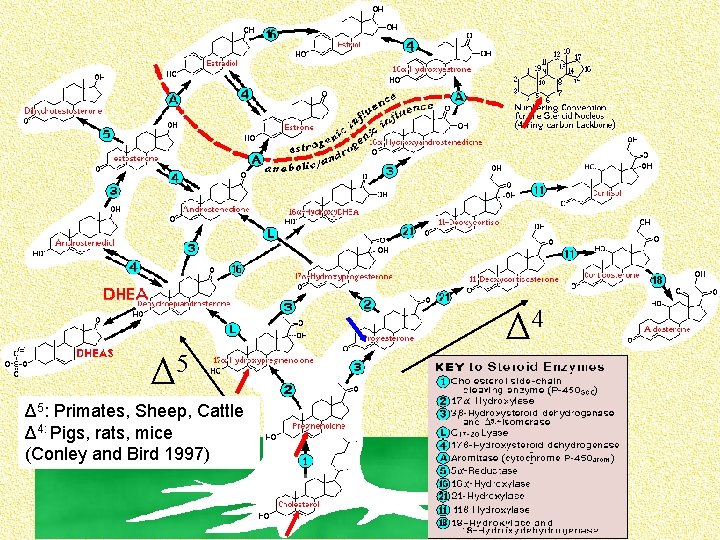 Δ 4 Δ 5: Primates, Sheep, Cattle Δ 4: Pigs, rats, mice (Conley and