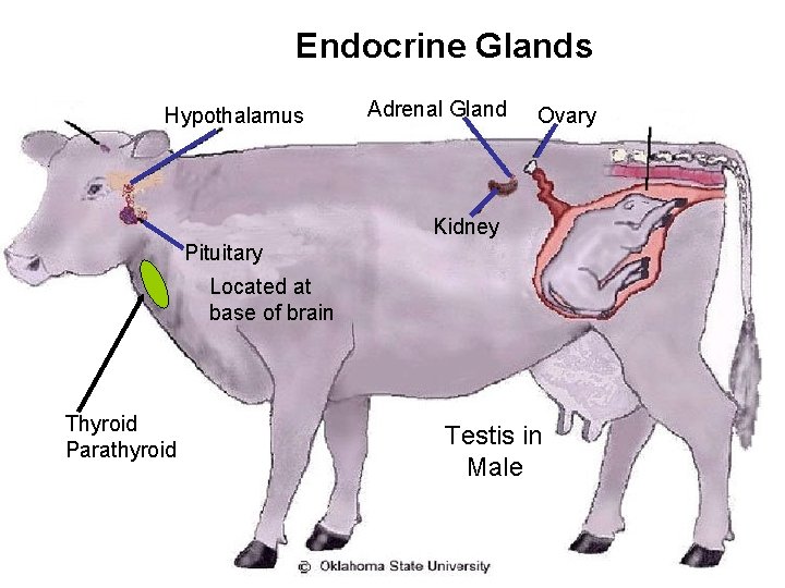 Endocrine Glands Hypothalamus Adrenal Gland Ovary Kidney Pituitary Located at base of brain Thyroid