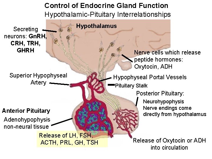 Control of Endocrine Gland Function Hypothalamic-Pituitary Interrelationships Secreting neurons: Gn. RH, CRH, TRH, GHRH