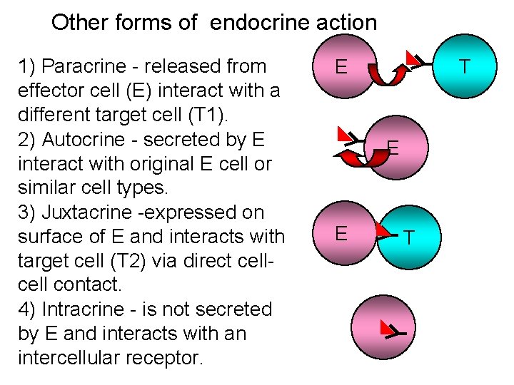 Other forms of endocrine action 1) Paracrine - released from effector cell (E) interact